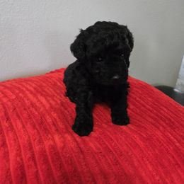 Maltipoo Puppies from Fasnacht Fuzzy Maltipoos LLC