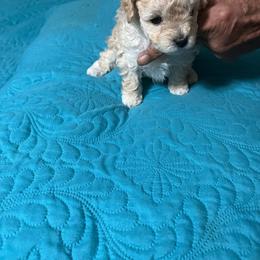 Ginger - Apricot female Poodle puppy in Lexington, Tennessee from Jm’s Precious Poodles