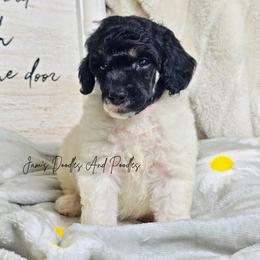 Pearl - Parti female Poodle puppy in Cleveland, Georgia from Jam's Doodles And Poodles