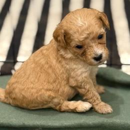 Asher - Red  male Goldendoodle puppy in Ambrose, Georgia from Brandilyn's Aussies