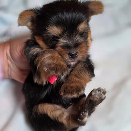 Boy 2 - Black and tan male Yorkshire Terrier puppy in Cottageville, South Carolina from Mandy's Yorkie's , Yorkiepoo's & Maltipoo's