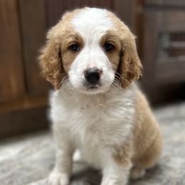 Boy 4 - Sable Bernedoodle puppy in Yatesville, Georgia from High Hopes Doodles