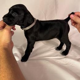 Liberty - Black female German Shorthaired Pointer puppy in Edenton, North Carolina from Bockelman GSP’s