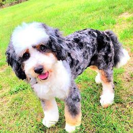 Ripley - Bernedoodle