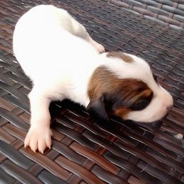 Girl 1 - Piebald female Dachshund puppy in Cedar Rapids, Iowa from Paulassillydogs