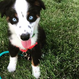 Miniature Australian Shepherd and Toy Australian Shepherd All Grown Up from 2Lazy2P Mini Aussies