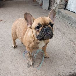 French Bulldog All Grown Up from Love A Bull Frenchies