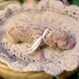 Anemone (white) - Apricot female Goldendoodle puppy in Haltom City, Texas from Ohana Doodles