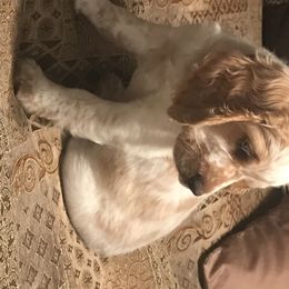 English Springer Spaniel Puppies from River’s Edge ~ English Springer Spaniels