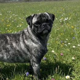 Tigress - Pug