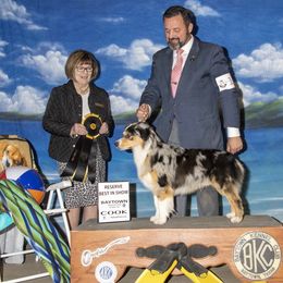 Miniature American Shepherd Puppies from Abington Miniature American Shepherds