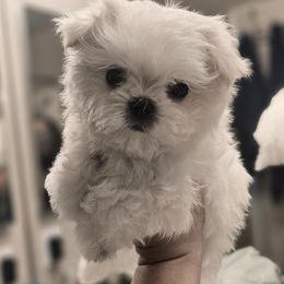 Maltese Puppies from T&C Maltese