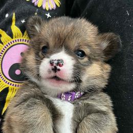 Ollie The Orca- Purple Collar - Sable male Pembroke Welsh Corgi puppy in Olathe, Colorado from Rocking LJ Breeding