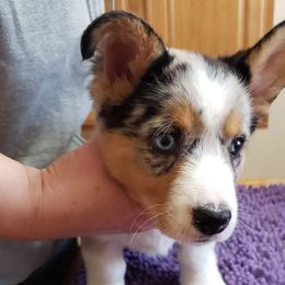 Nemo - Blue merle and white Cardigan Welsh Corgi puppy in Utah from Wasatch Valley Cardigans