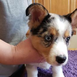 Nemo - Blue merle and white Cardigan Welsh Corgi puppy in Utah from Wasatch Valley Cardigans