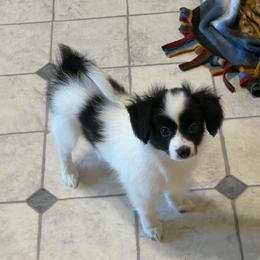 Female Puppy 5 - White and black female Papillon puppy in Kenly, North Carolina from Otto’s Papillons