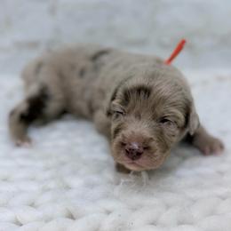 Corduroy - Orange Collar - Red merle male Australian Shepherd puppy in San Marcos, California from Faith Family Freedom Farm