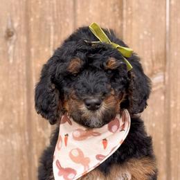 Lily - Girl 3 - Phantom female Bernedoodle puppy in Bellville, Ohio from Bernedoodle Buddies