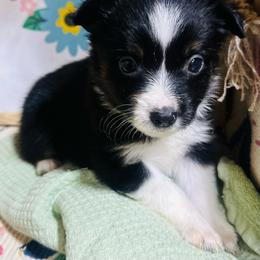 Sparky - Black tri male Toy Australian Shepherd puppy in Garvin, Oklahoma from Hochatown Awesome Aussies