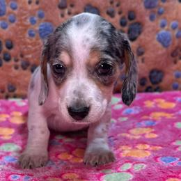 Girl 1 - Piebald female Dachshund puppy in Stilwell, Oklahoma from Ross's Desert Doxies