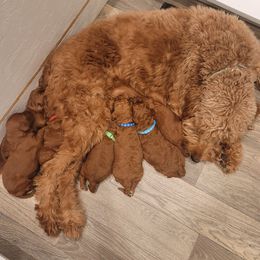 Goldendoodle Puppies from Teddy Doods