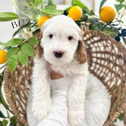 BUZZ - Caramel ice male Australian Labradoodle puppy in Palmdale, California from Heavenly Doodles