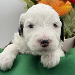 Green Collar - male Sheepadoodle puppy in Camden, North Carolina from Luv My Doodle