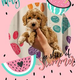 Girl 2 - Goldendoodle puppy in Ohio from Mini Doodle Buddies