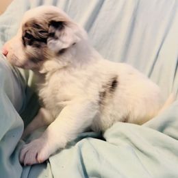 Border Collie Puppies from Bordercollieblues