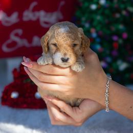 Benji - Apricot male Poodle puppy in Fort Myers, Florida from Blossom Paws