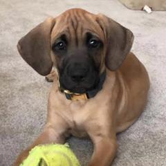 Black Mouth Curs from Cloud Ridge