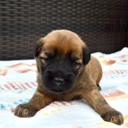 Cypress - Wheaten male Soft Coated Wheaten Terrier puppy in Kirksville, Missouri from Ironwood Ridge Kennels