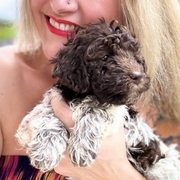 Lagotto Romagnolo Puppies from Anna’s Lagottos