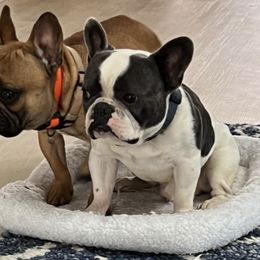 French Bulldogs and Miniature Schnauzers from TiKi's Kennel's