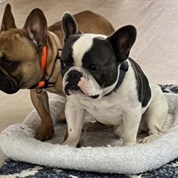 French Bulldogs and Miniature Schnauzers from TiKi's Kennel's