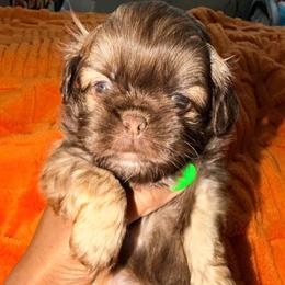 Bear - Liver male Shih Tzu puppy in Buford, Georgia from Shih Tzu by MayMay