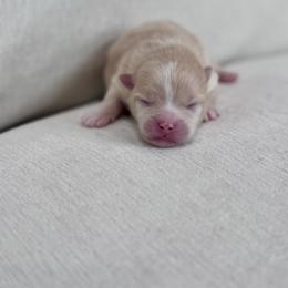 Butter - Cream male Pomeranian puppy in Canandaigua, New York from Fingerlakes Pomeranians