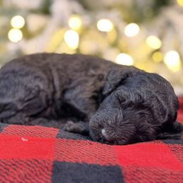 Sprinkles - Black female Goldendoodle puppy in Macclenny, Florida from Baker County Goldendoodles
