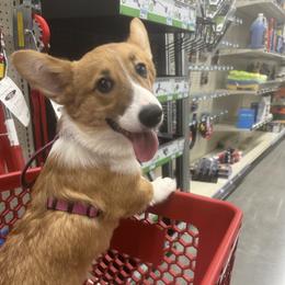 Boy 3 - male Pembroke Welsh Corgi puppy in Hanover, Pennsylvania from Happily Ever After Corgis