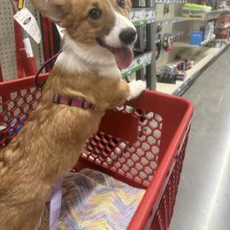 Boy 3 - male Pembroke Welsh Corgi puppy in Hanover, Pennsylvania from Happily Ever After Corgis