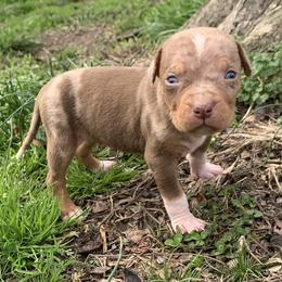 Male 1 - Red merle male Catahoula Leopard Dog puppy in Gadsden, Alabama from Rich Cat’s