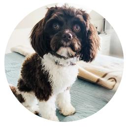 Meadow - Cavapoo