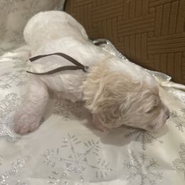 Louie - Parti male Poodle puppy in Mobile, Alabama from Semmy’s Standard Poodle LLC