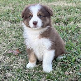 Tasha - Red tri-color female Australian Shepherd puppy in Sheridan, Arkansas from Runnin’ Wild Ranch Aussies