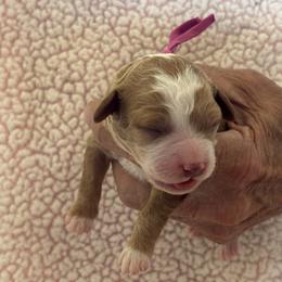 Ferrini - Red  female Goldendoodle puppy in Chino Valley, Arizona from Bass Creek Doodles
