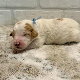 Blue Collar Boy - Parti male Goldendoodle puppy in San Augustine, Texas from Vintage Doodles
