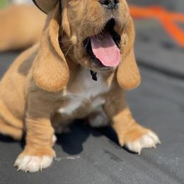 Basset Hound Puppies from Central Kentucky Basset Hounds
