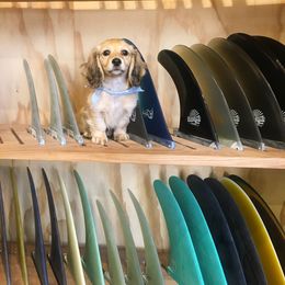 Dachshund Puppies from Longboard Dachshunds