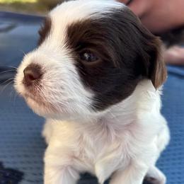 Dotson - Chocolate, tan and white male Yorkshire Terrier puppy in Parkersburg, West Virginia from Chocolate Diamonds in the RUFF