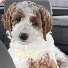 Yellow - Parti female Goldendoodle puppy in Helena Valley Northeast, Montana from Joy Meadows Goldendoodles
